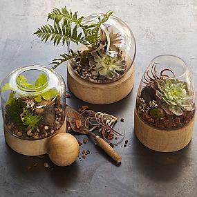 glass-and-wooden-terrariums