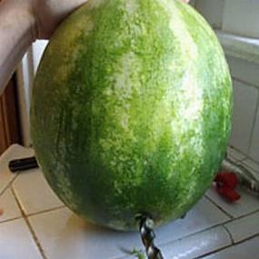 watermelon-keg-2