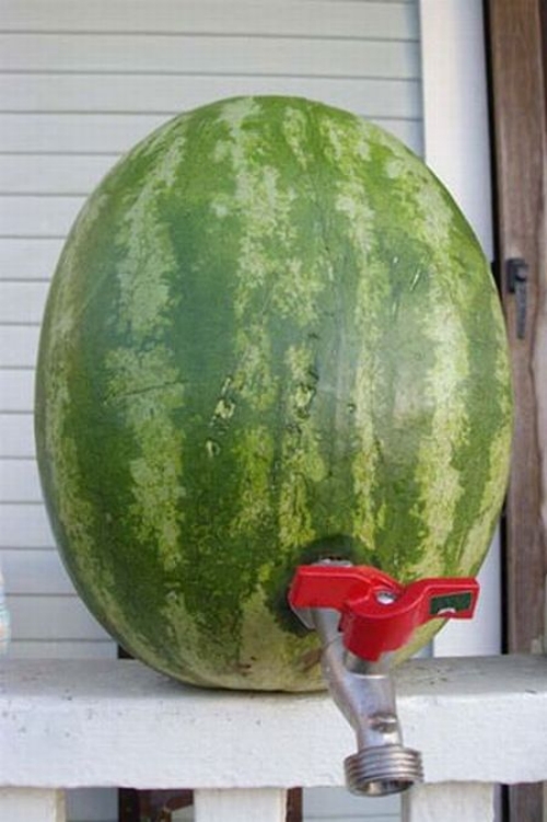 watermelon-keg-8