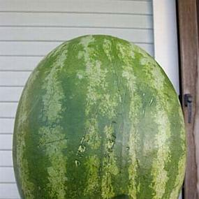 watermelon-keg-8