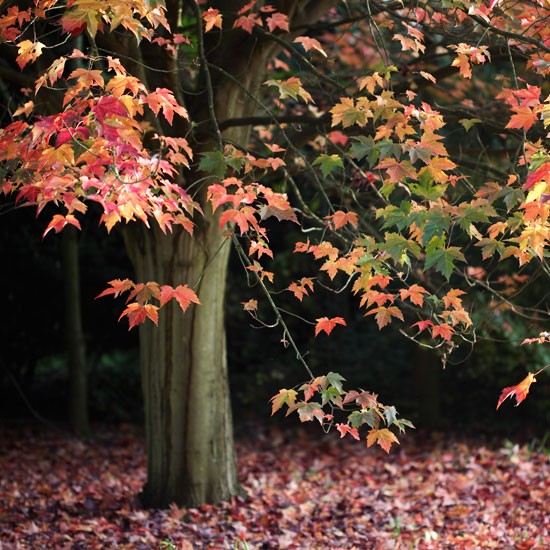season-autumn-foliage-02