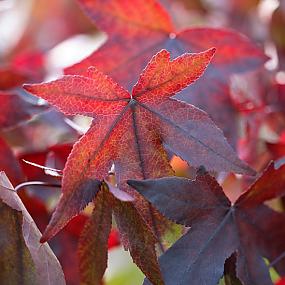 season-autumn-foliage-03