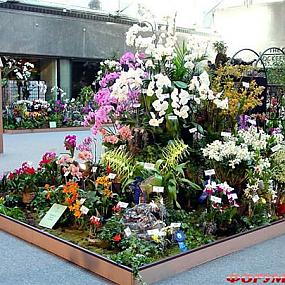 выставка орхидей
