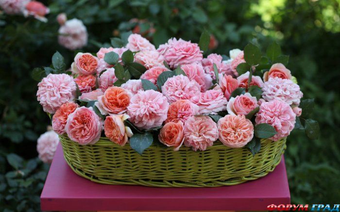 Корзина с розами