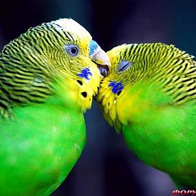 пара волнистых попугаев