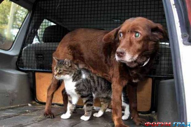 Кошка и слепая собака