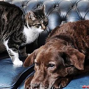 Кошка и слепая собака