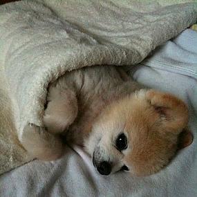 Под одеялом
