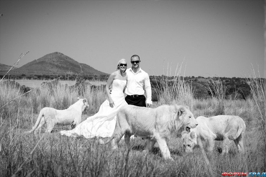 Свадьба среди львов