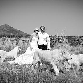 Свадьба среди львов