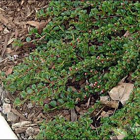 cotoneaster adpressus