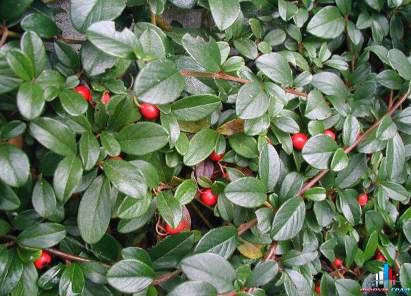 cotoneasterdammeri 06