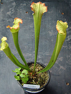 Sarracenia drummondii