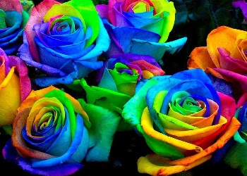 Окрашеные розы