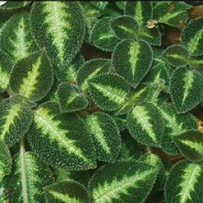 Episcia  lilacina