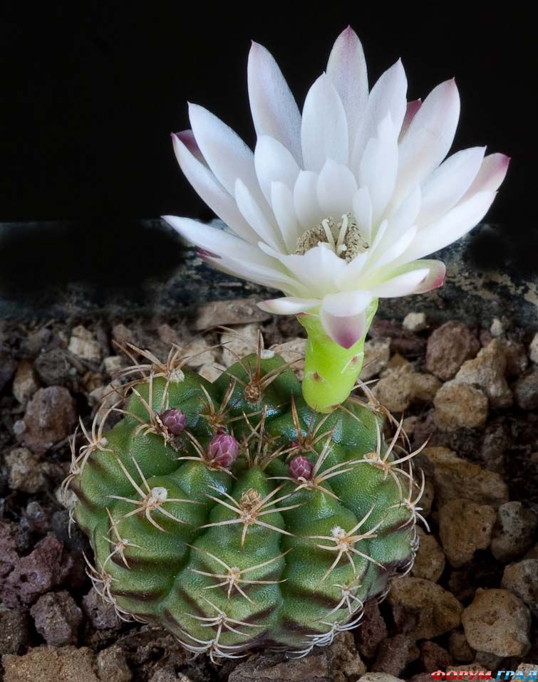 Gymnocalycium gaponii