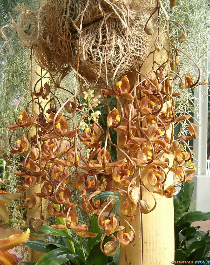 Гонгора трунката