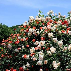 Парк роз Хана-Фест
