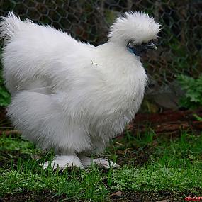 белая шелковая курица