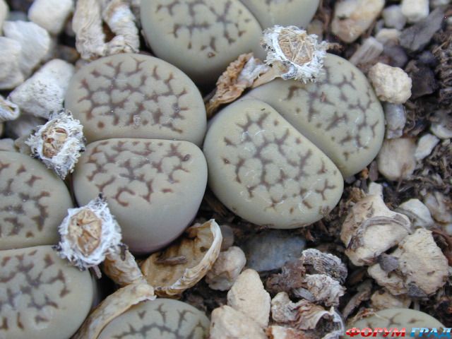 Lithops hookeri  var. susannae