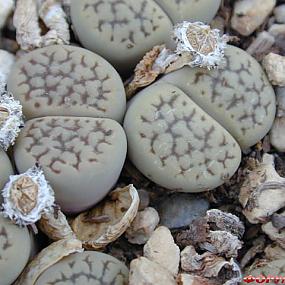 Lithops hookeri  var. susannae