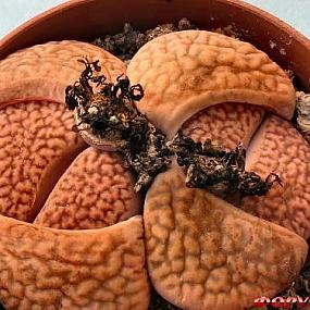 Lithops hookeri   var. marginata