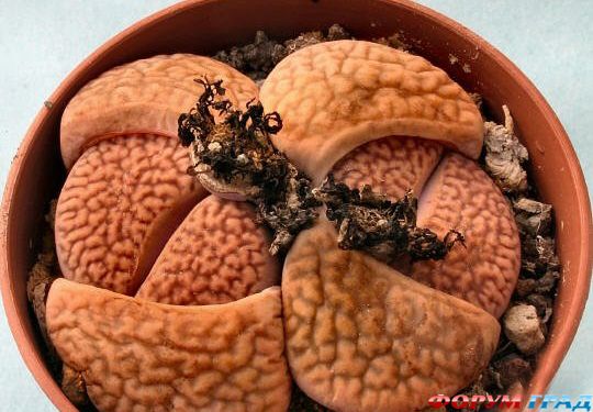 Lithops hookeri  var. msrginata