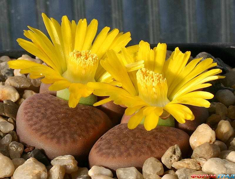 Lithops hookeri  var.marginata