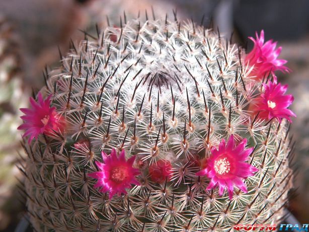 Mammillaria albilanata