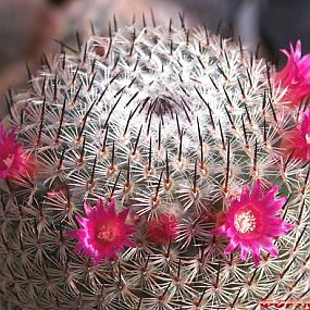 Mammillaria albilanata