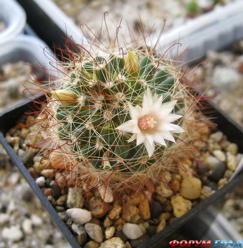 Mammillaria aurihamata