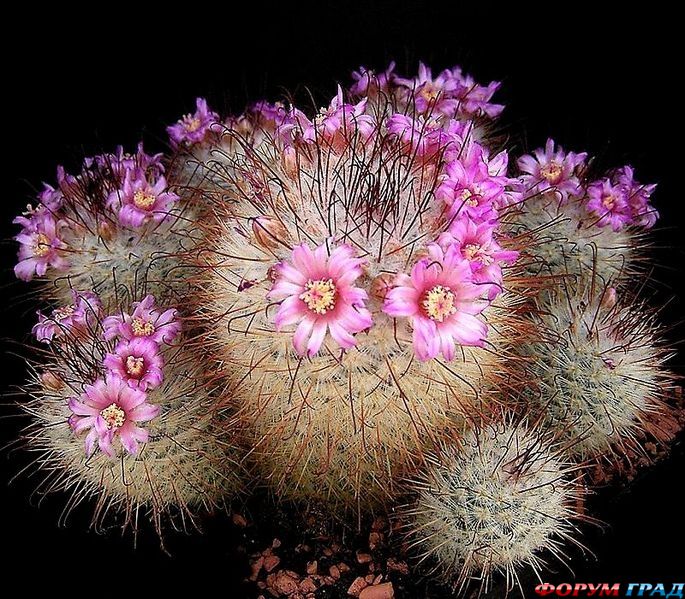 Mammillaria  bombycina