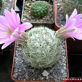 Mammillaria boolii