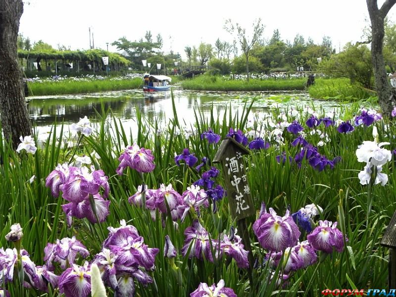 Сады Японии Park_irisov