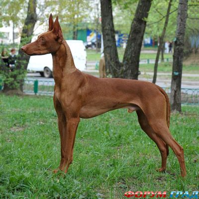 pharaoh_hound4.jpg