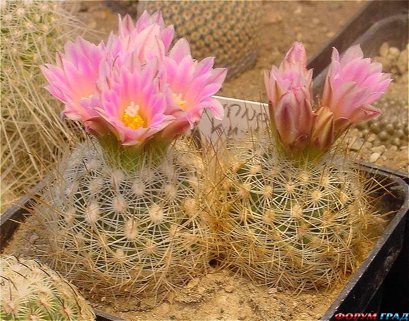 Gymnocactus Backeberg