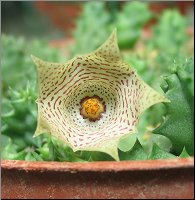 th huernia 20halli