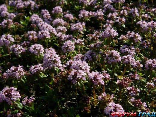 Thymus х cithodorus