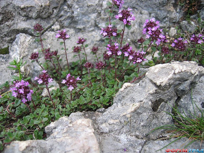 Thymus рrаесох