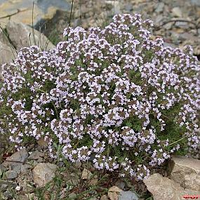 Thymus Vulgaris