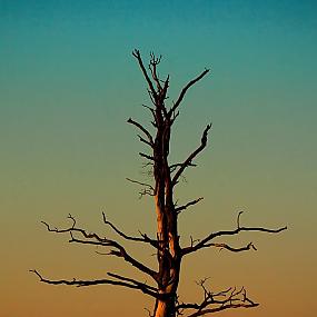 tree-on-sunset-584