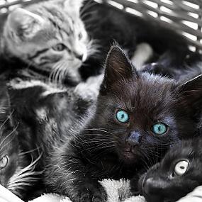 kittens-photo-113