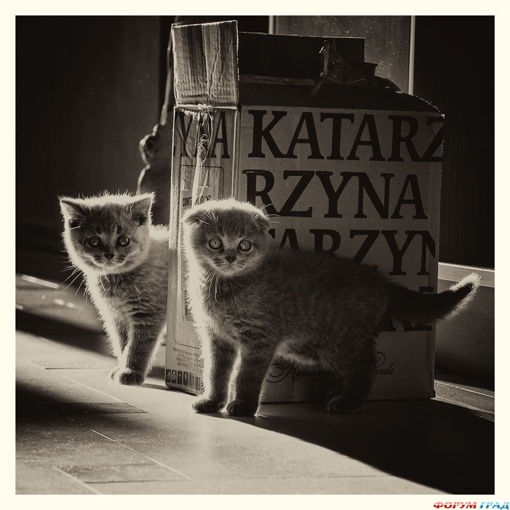 kittens-photo-264