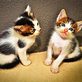 kittens-photo-339