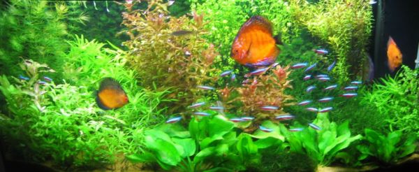 28 modern fish tanks that inspire relaxation 28 modern fish tanks that inspire relaxation