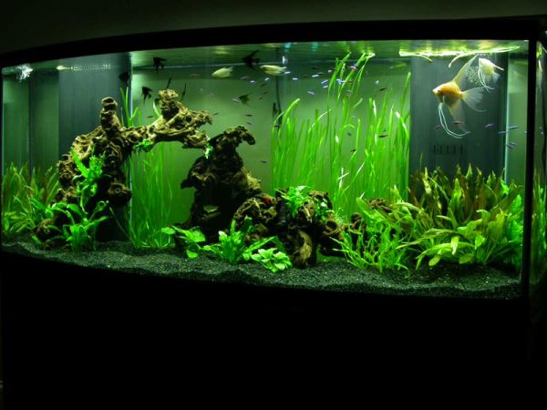 28 modern fish tanks that inspire relaxation 28 modern fish tanks that inspire relaxation