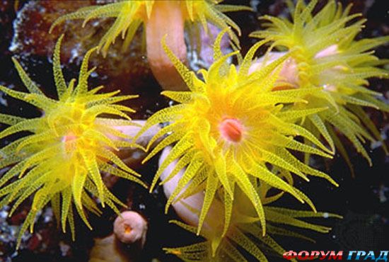 barrier-reef-16