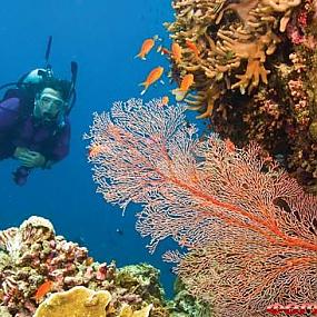 barrier-reef-10