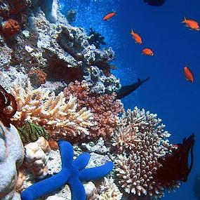 barrier-reef-12