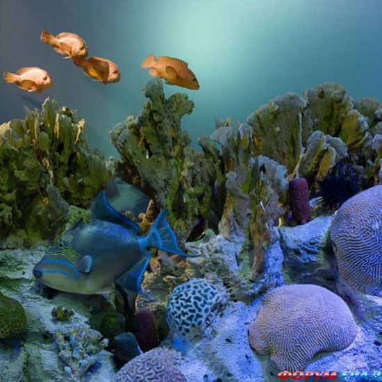 barrier-reef-16